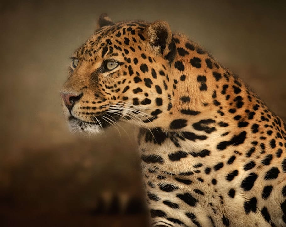 selective focus photography of black and brown leopard, portrait HD wallpaper