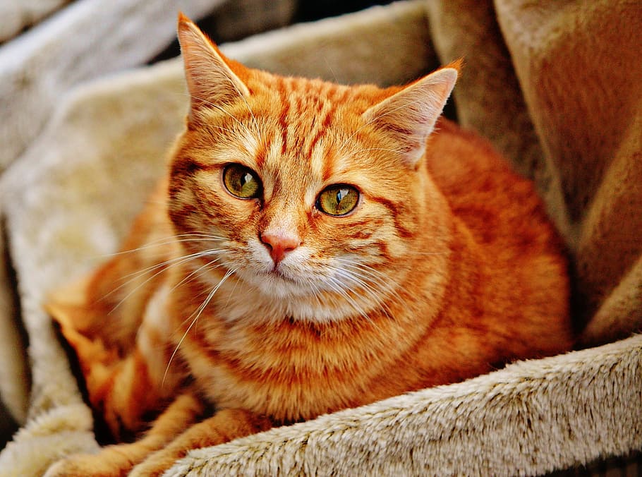 photo of orange tabby cat on gray fur sofa, red, cute, mackerel HD wallpaper