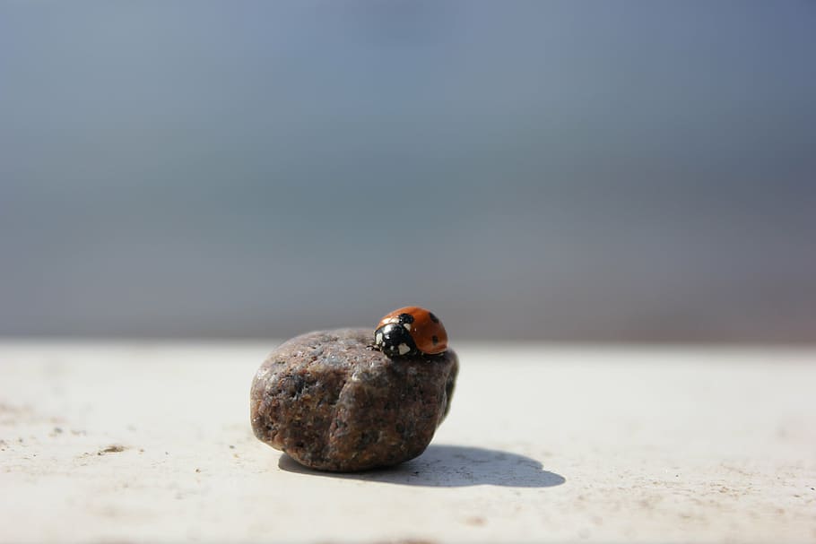 ladybug, stone, the insect, pebbles, animal themes, animal wildlife HD wallpaper