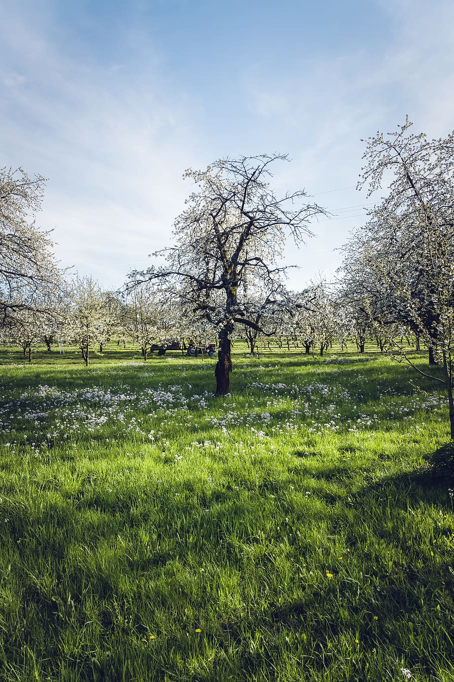 landscape, nature, sky, clouds, blooming, branches, countryside HD wallpaper