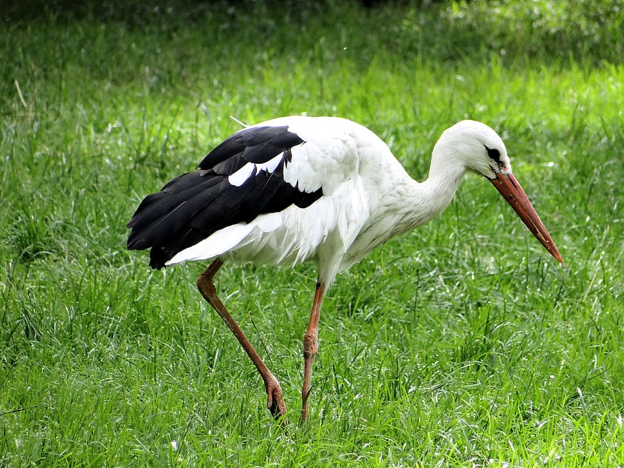 white stork, ciconia ciconia, bird, nature, meadow, field, village, HD wallpaper