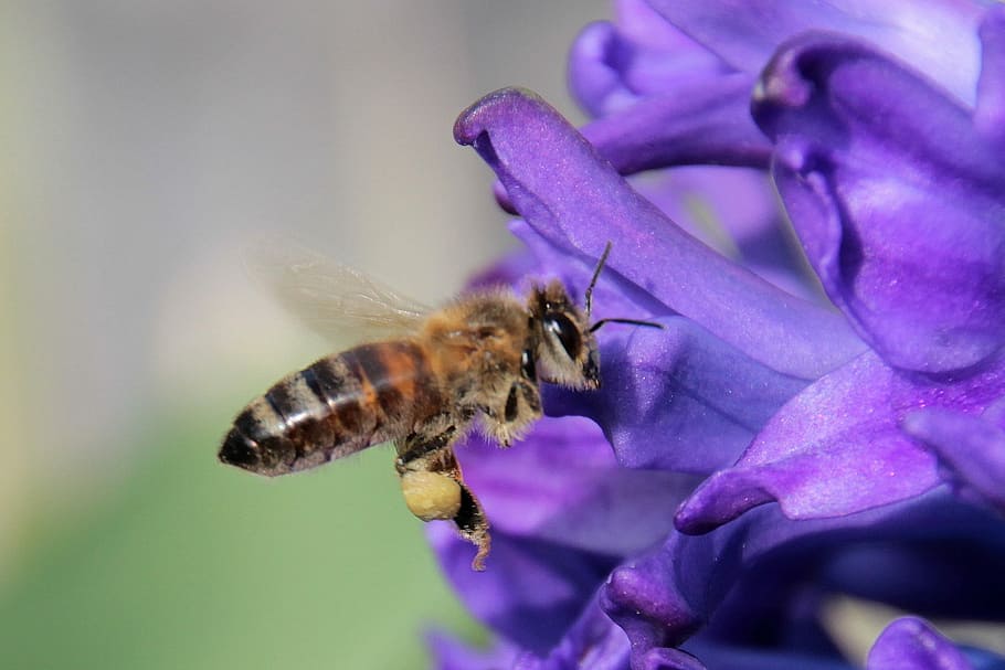 Insect, Honey Bee, Bee, Fly, Fly, On, on approach, nectar, blossom HD wallpaper