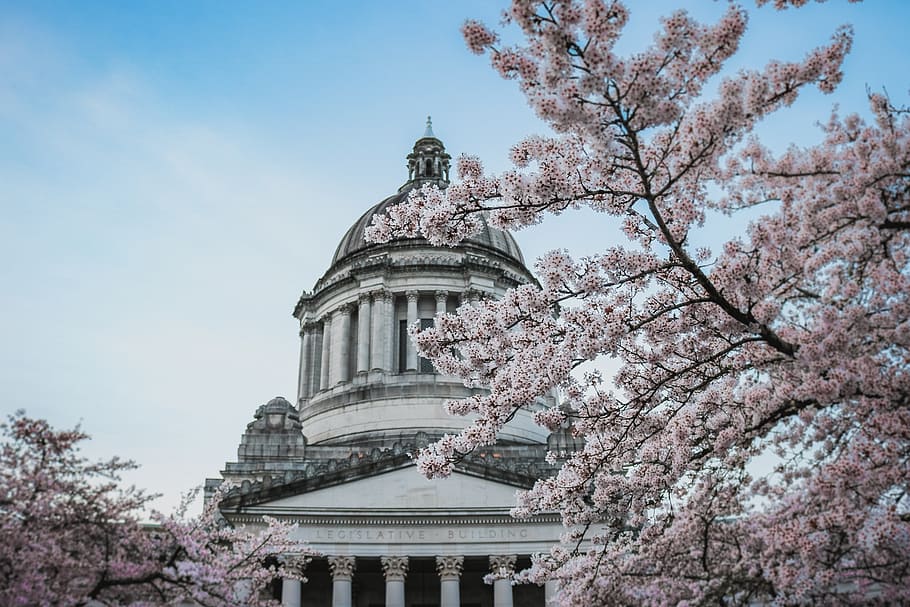 capitol, building, washington, state, architecture, tree, famous Place HD wallpaper