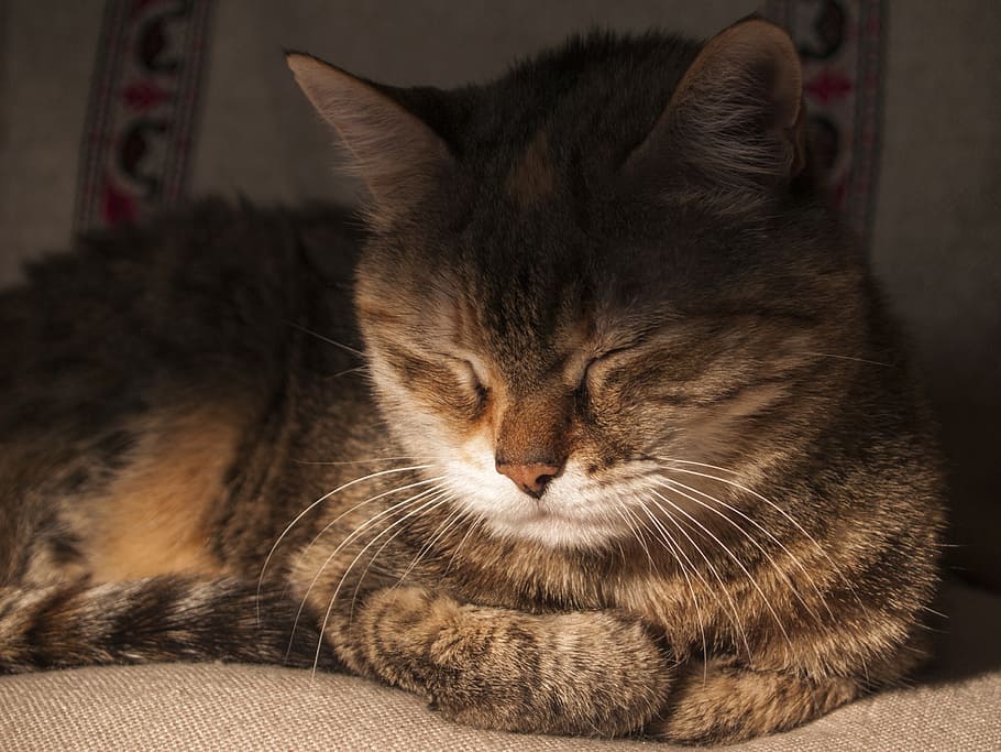 cat, sleep, sleeping cat, pet, portrait of cat, cat face, muzzle HD wallpaper