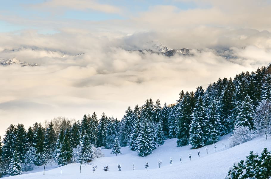 snow filled pine tree at daytime, forest, landscape, mountain range HD wallpaper