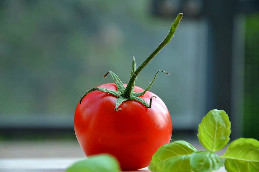 basil, tomato, vegetable, red, food, freshness, organic, ripe HD wallpaper