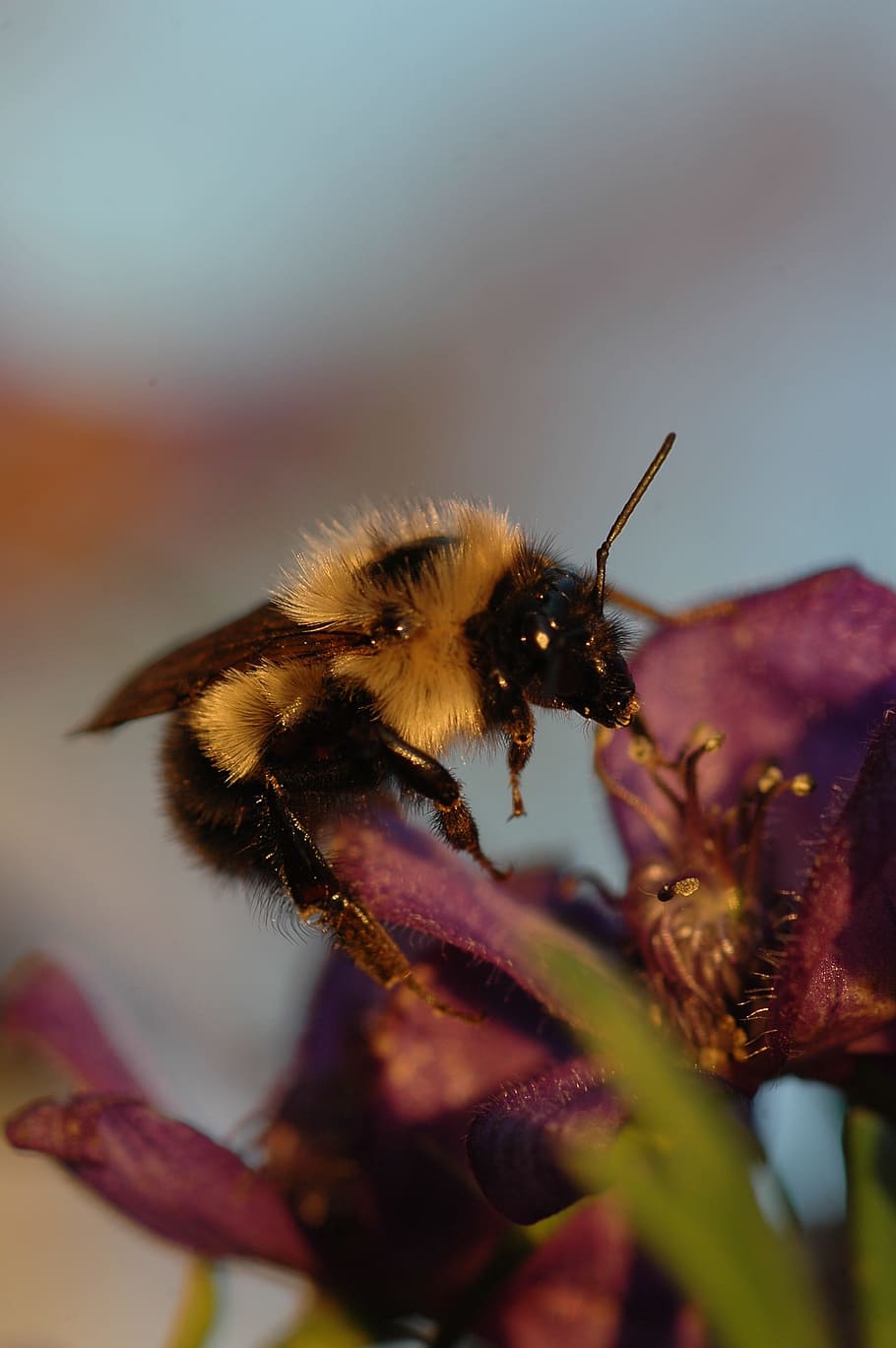insect, bourdon, female, macro, animal themes, one animal, bee HD wallpaper