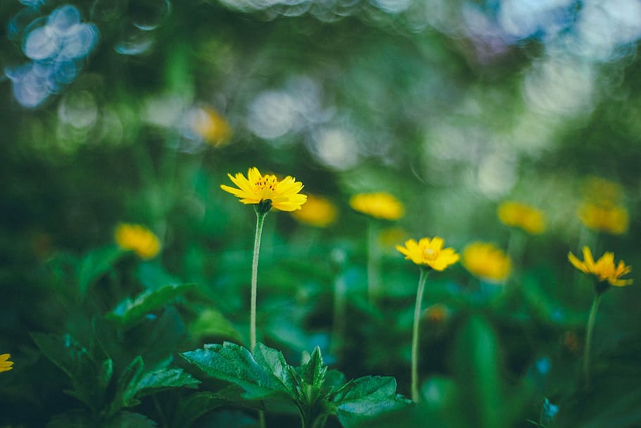 selective photography of yellow petaled flowers, green, leaf HD wallpaper