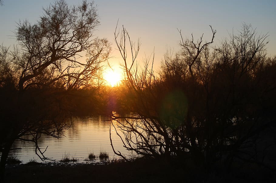 sunset, marsh, dark, nature, lake, tree, outdoors, reflection HD wallpaper