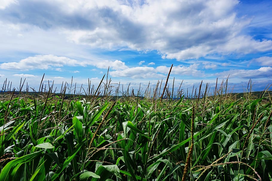 corn, unfortunately bach, clouds, field, summer sky, landscape HD wallpaper