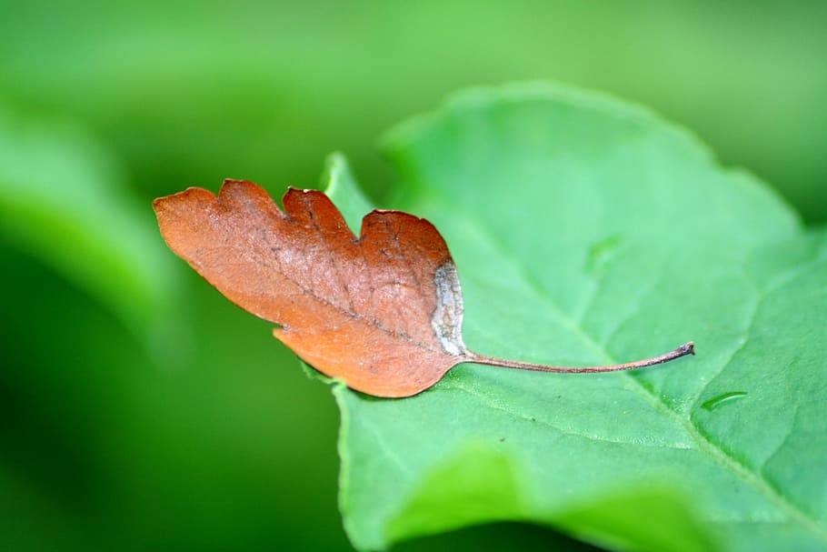 leaf, nature, brown, green, close, autumn, meadow, tree, plant HD wallpaper