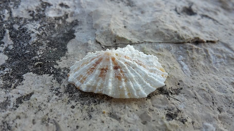 sea, shells, rocks, land, animal, animal wildlife, no people HD wallpaper