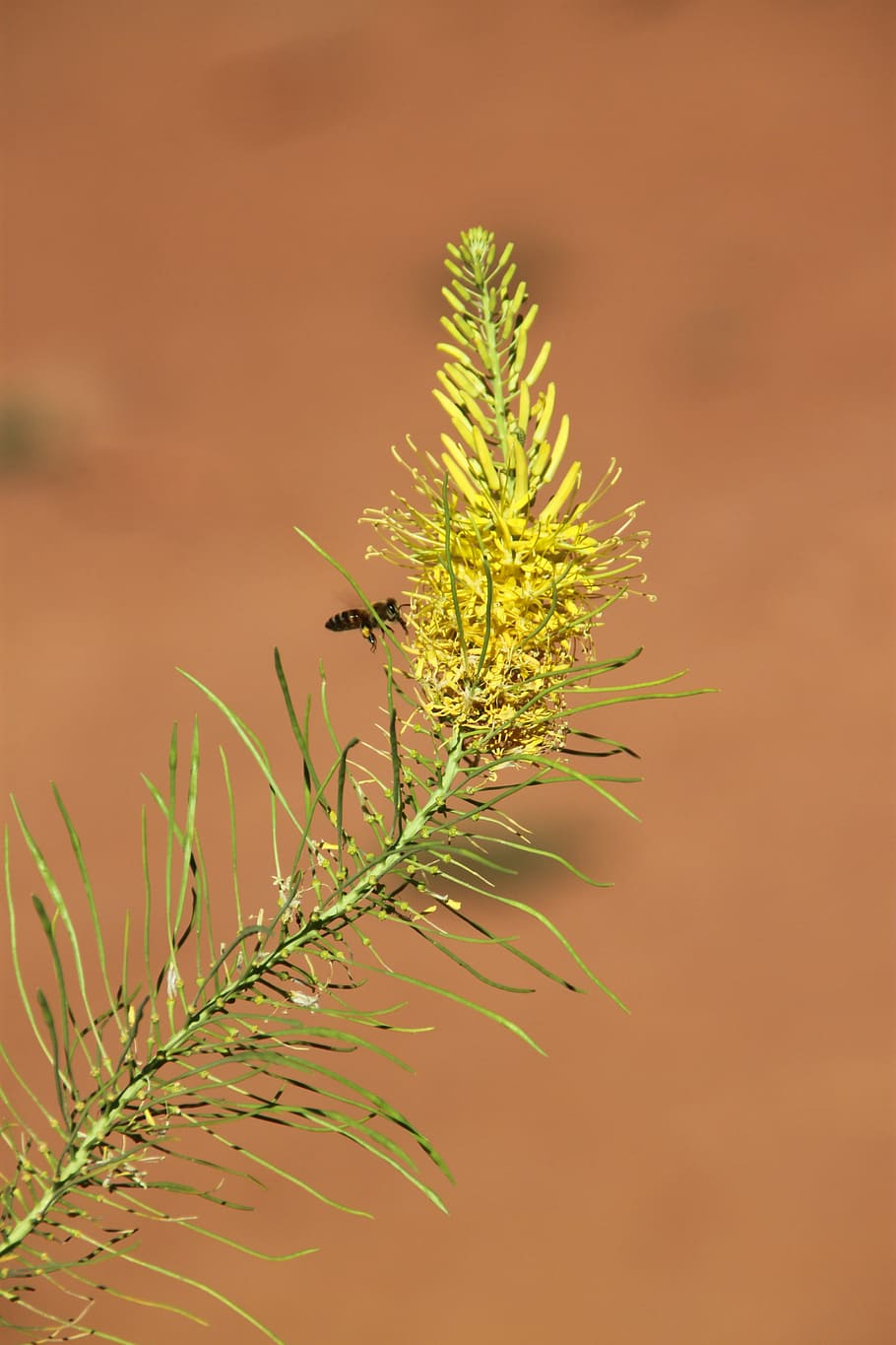 arches, bees, natural, flora, plant, yellow, arches national park HD wallpaper
