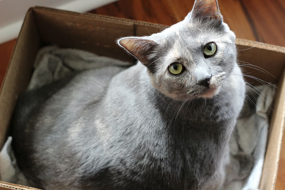 selective focus photography of gray cat, cute, adorable, grey HD wallpaper