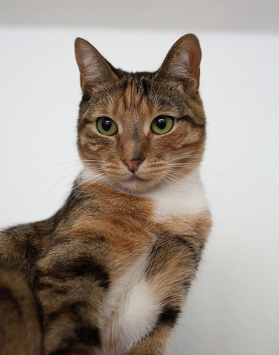 cat, tabby, kitty, sweet, animal companion, fur, adorable, playful HD wallpaper