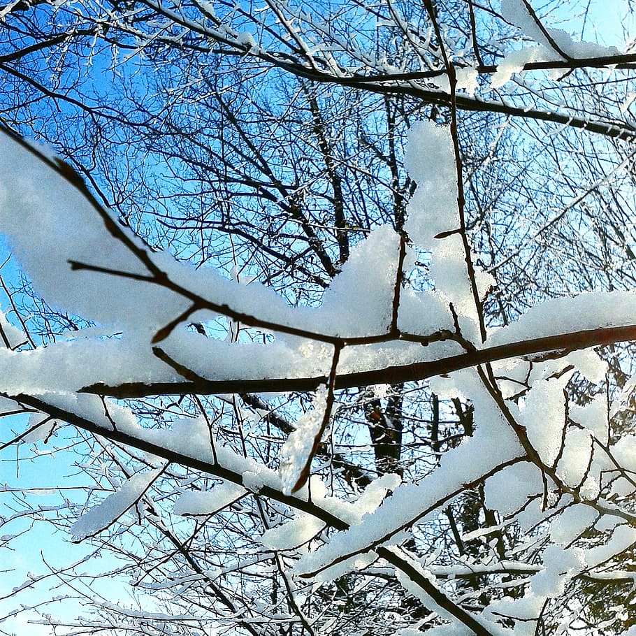 winter, snow, frozen, tree, nature, frost, white, snowy, sun HD wallpaper
