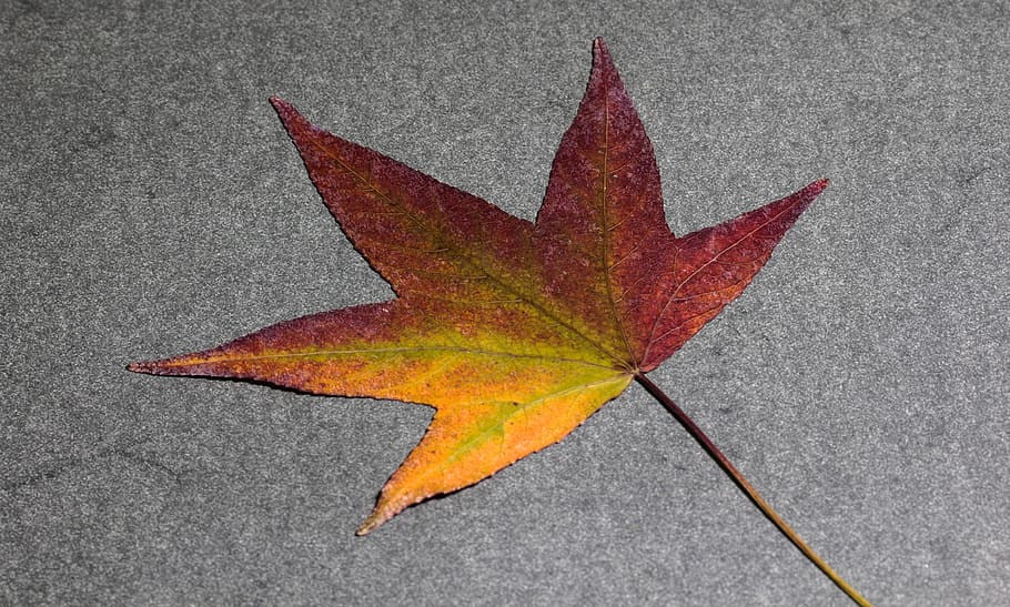 Leaf, Foliage, Amber, Tree, foliage leaf, amber tree, background HD wallpaper