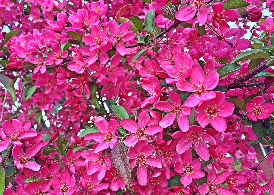 Spring, Bloom, Flower, Color, Blossom, pink color, petal, fragility HD wallpaper