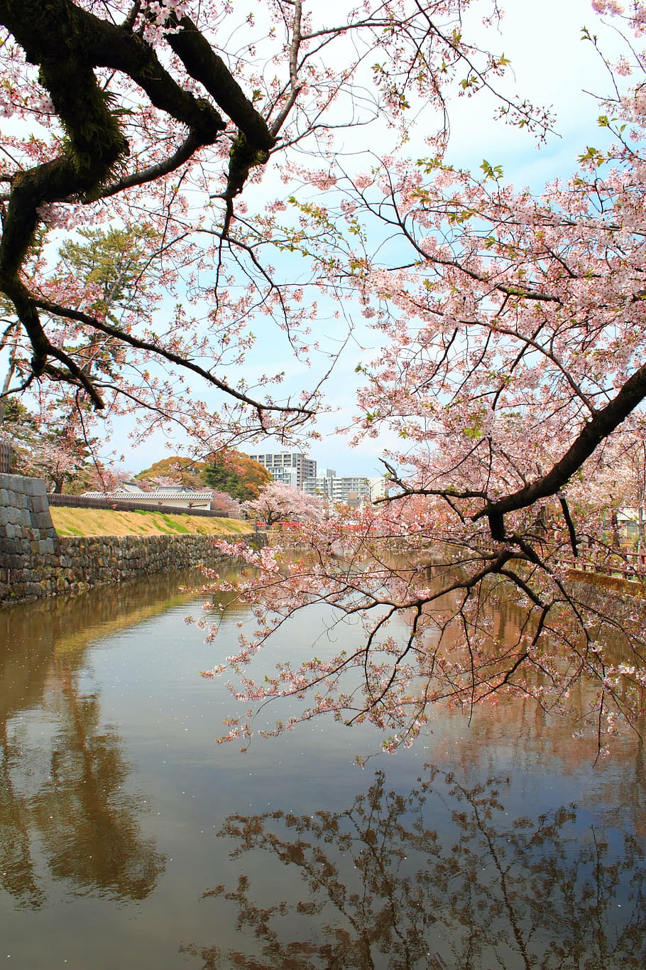 cherry, the moat, castle, spring, plant, japan, tree, water HD wallpaper