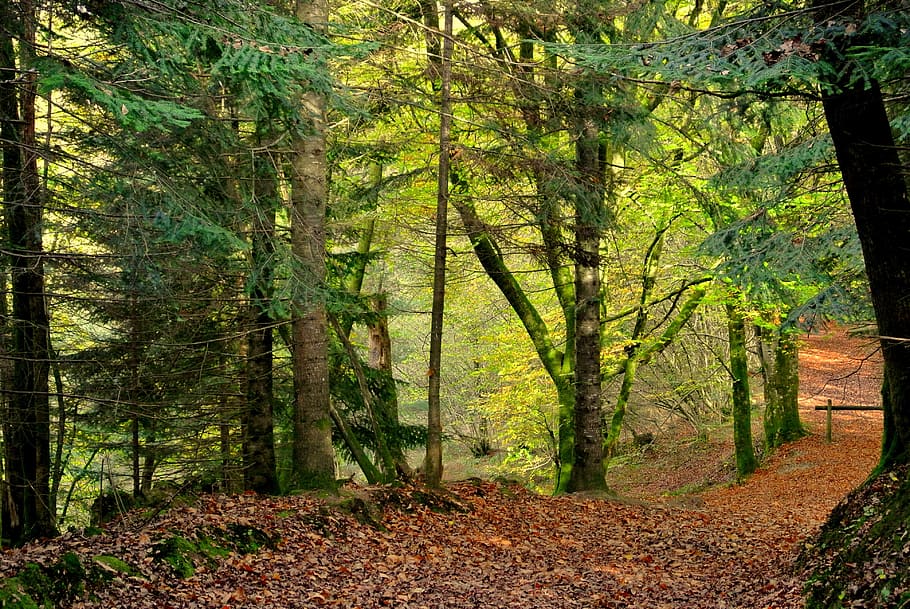 forest path, fall, under wood, tree, plant, land, growth, tranquility HD wallpaper
