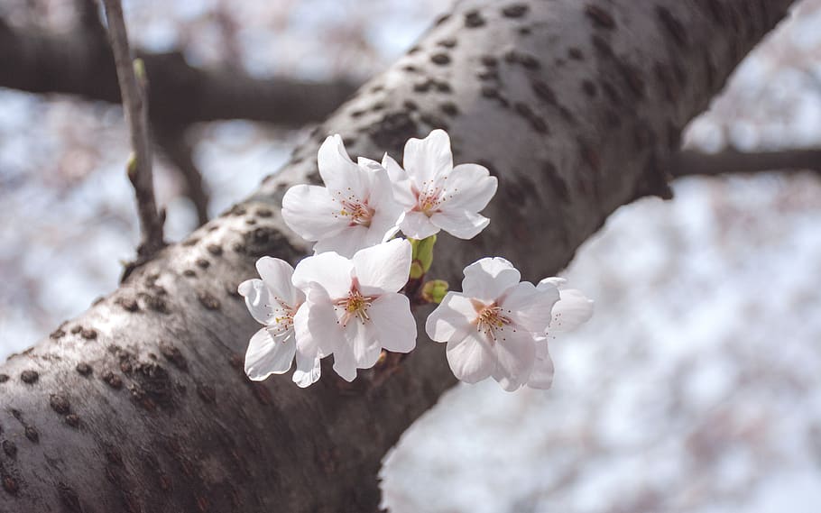nature, tree, winter, outdoor, flowering plant, freshness, fragility HD wallpaper