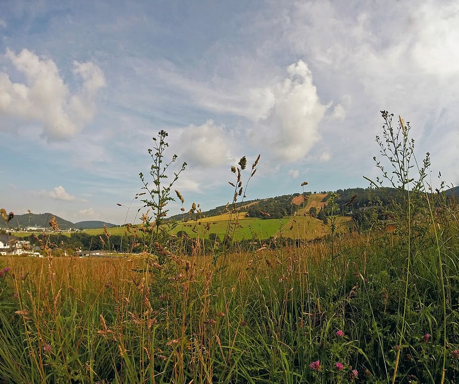 View, Ettelsberg, Sauerland, hochsauerland, field, grass, sunny, HD wallpaper