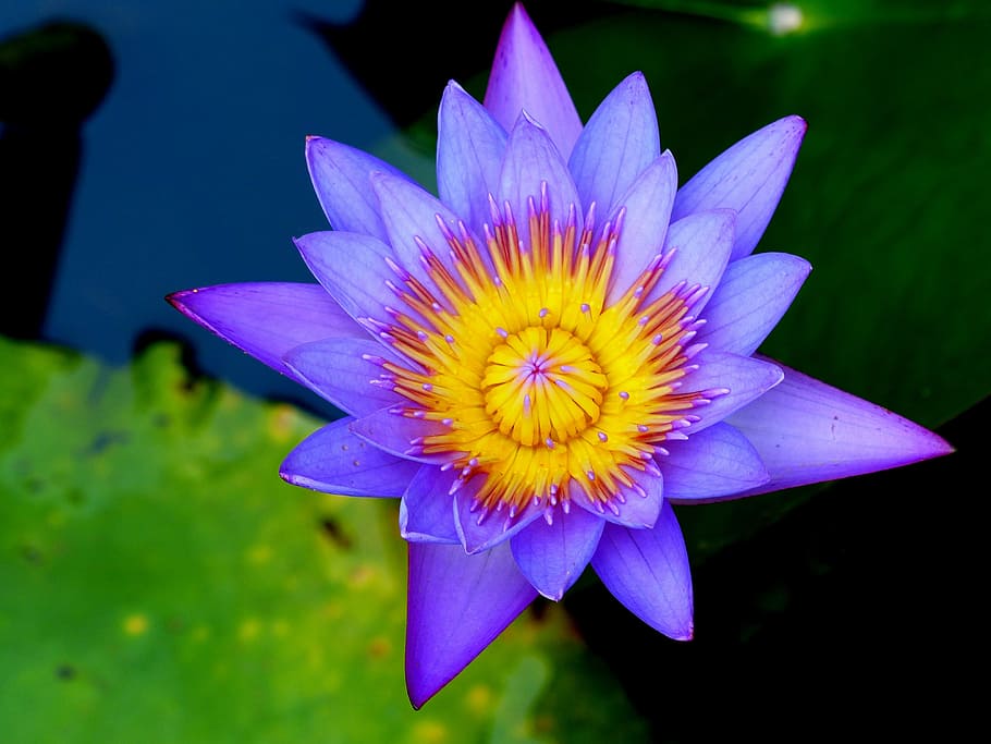 aquatic, bloom, water, blossom, natural, water Lily, lotus Water Lily, HD wallpaper