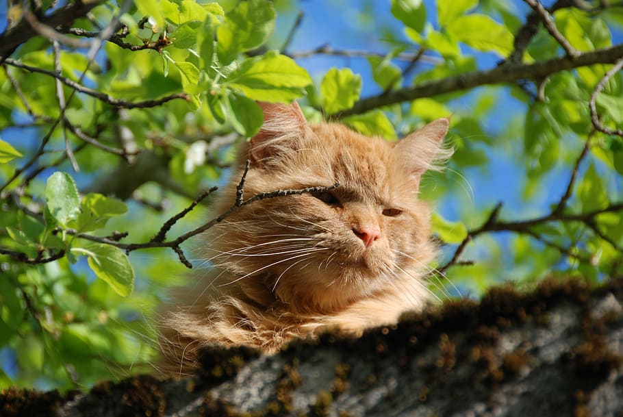 selective focus photography orange tabby cat, branch, leaves HD wallpaper