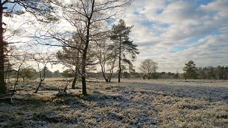 heide, winter, clouds, snow, landscape, wintry, tree, sun, cold HD wallpaper