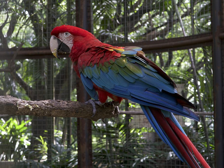 Kakapo Gaze, scarlet macaw standing on wooden branch, parrot, HD wallpaper