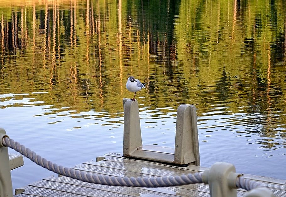 seagull, reflection, water, pontoon, rope, pond, summer, animal themes HD wallpaper