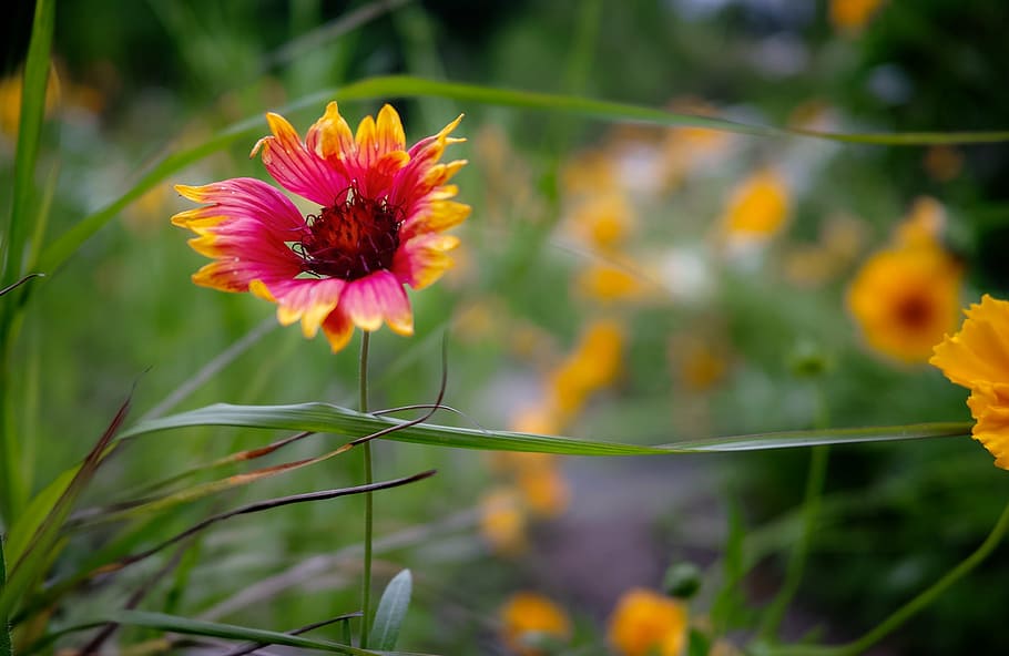 flower, yellow, scenery, flowering plant, freshness, fragility HD wallpaper