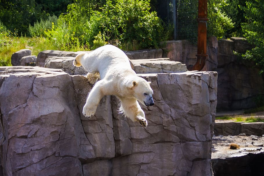 polar bear jumping on cliff, zoo, hanover, water, nature, animals, HD wallpaper