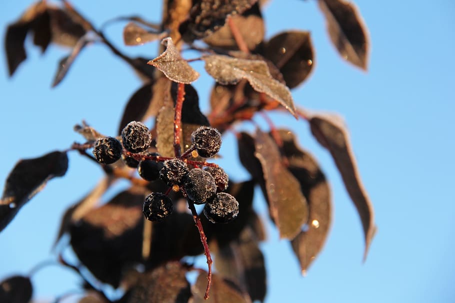 frost, leaves, autumn, fall, schubert chokecherry, prunus virginiana ‘schubert HD wallpaper
