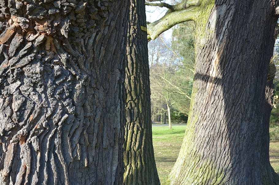 oak, tree, bark, nature, forest, tree Trunk, outdoors, plant HD wallpaper