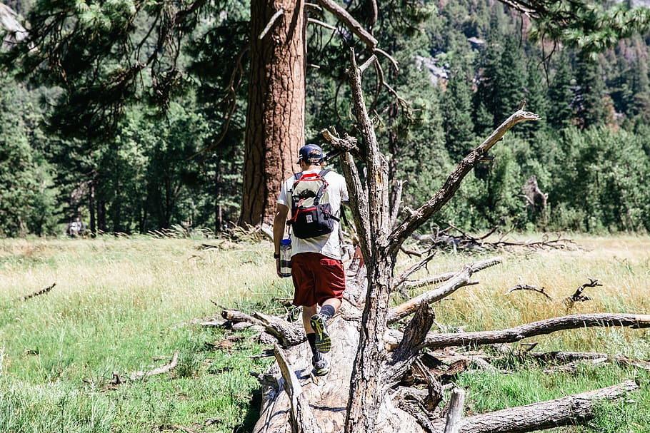 man with backpack walking on fallen tree with trees ahead during daytime, man standing tear brown tree during daytime HD wallpaper