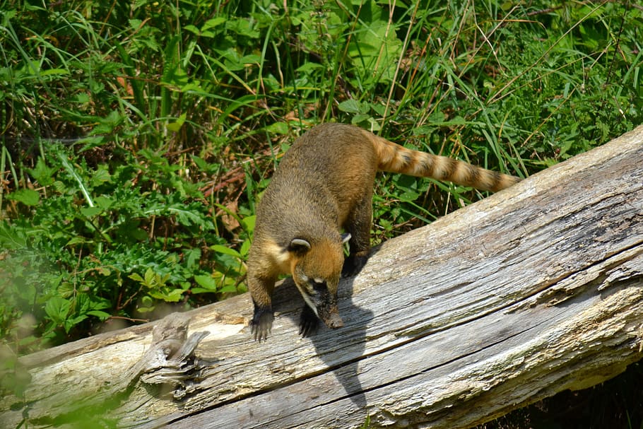 Coati, South American Coati, ring-tailed coati, quati, mammal, HD wallpaper