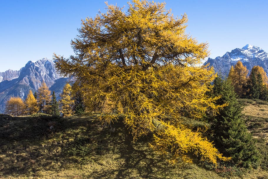 pine, fall color, tree, cute, mountains, autumn, alpine, landscape HD wallpaper