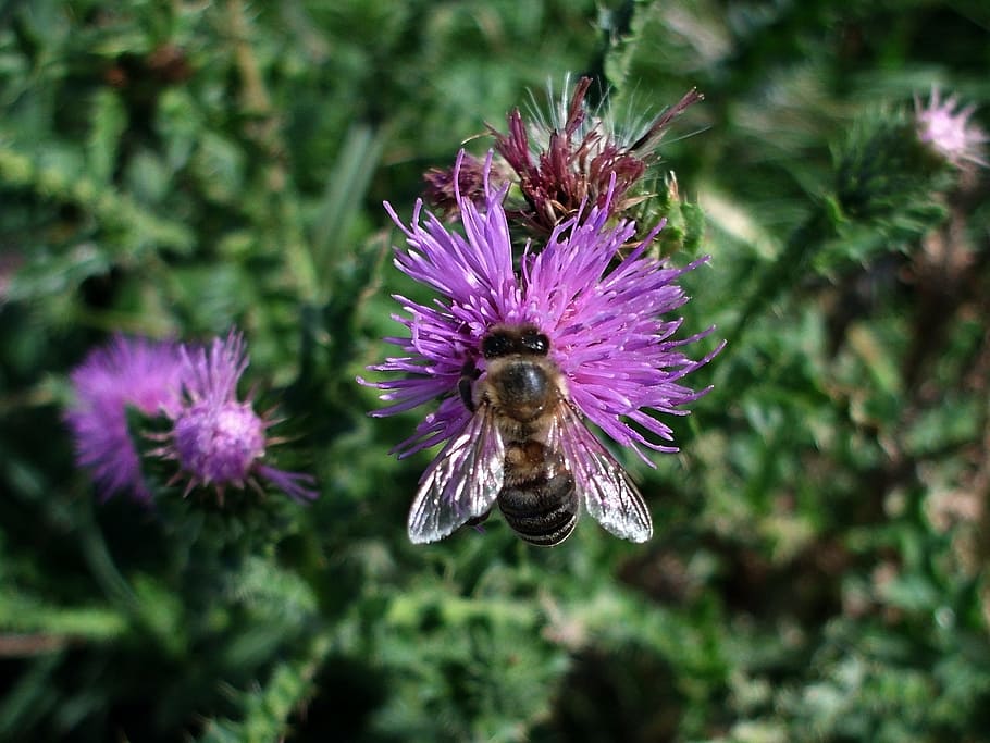 thistle, meadow, nature, flowering plant, purple, fragility HD wallpaper