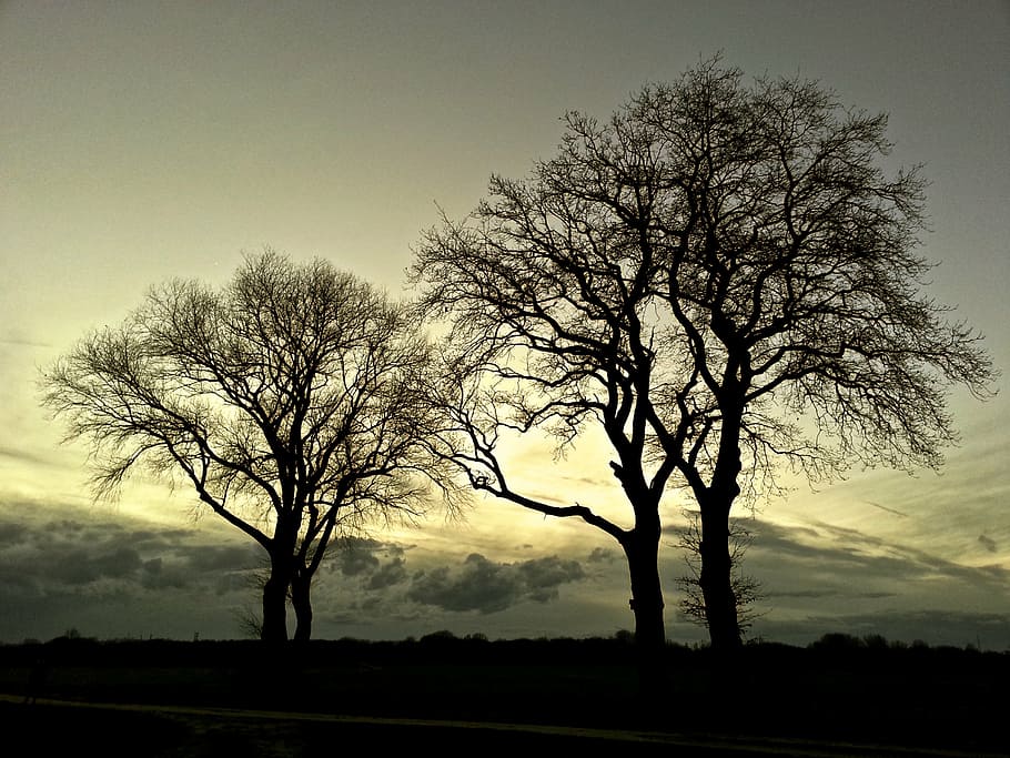 silhouette of trees during sunset, landscape, nature, mood, light, HD wallpaper