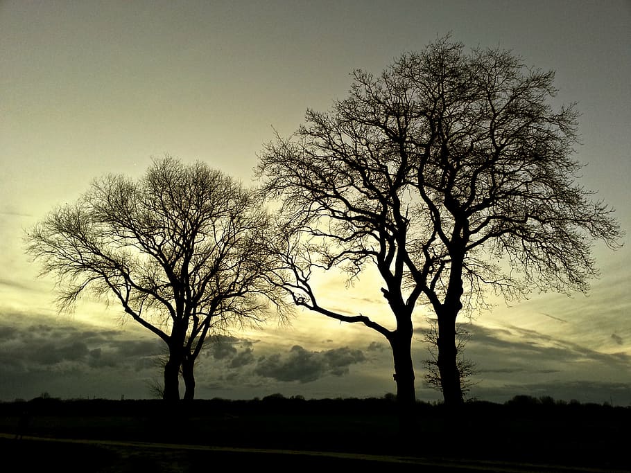 silhouette of trees during sunset, landscape, nature, mood HD wallpaper