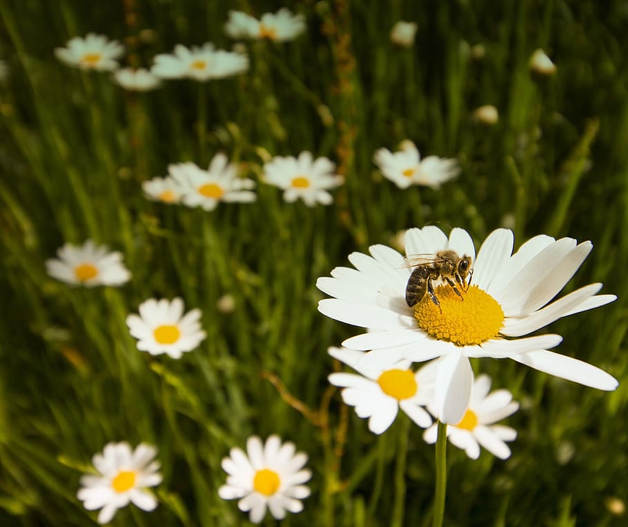 flowers, meadow, bees, flowering plant, fragility, freshness HD wallpaper