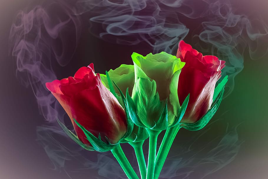 color, bright, background, roses, flowers, flowering plant HD wallpaper