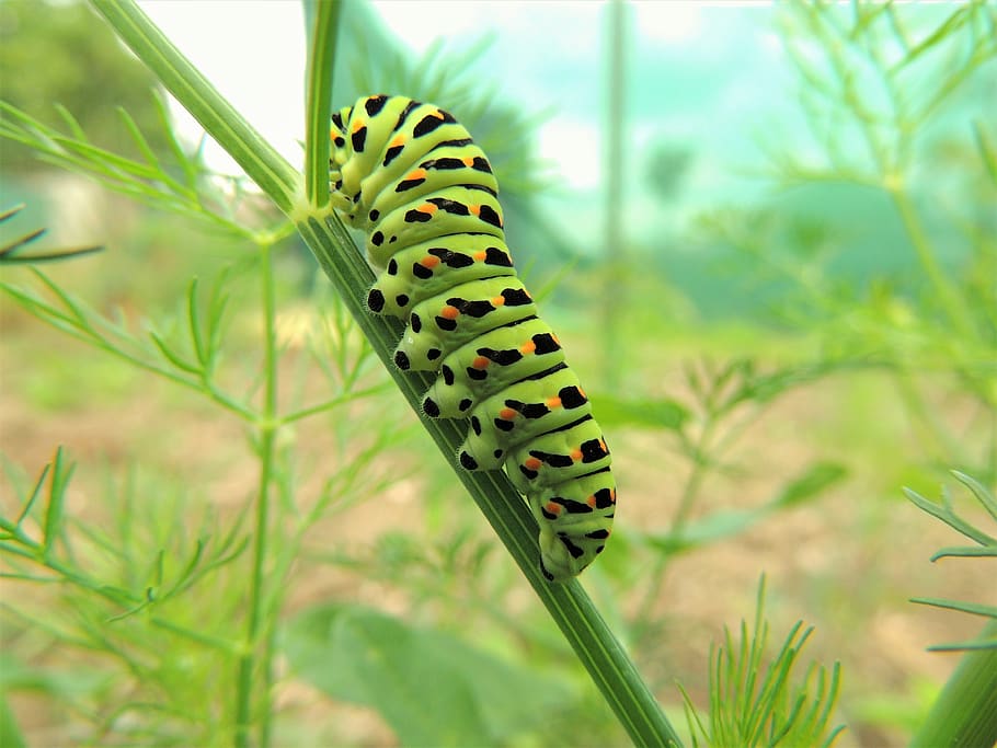 HD wallpaper: green, caterpillar, hairy, nature, butterfly, colors ...