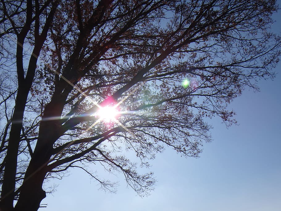 sun, tree, nature, back light, sunbeam, summer, sky, low angle view HD wallpaper
