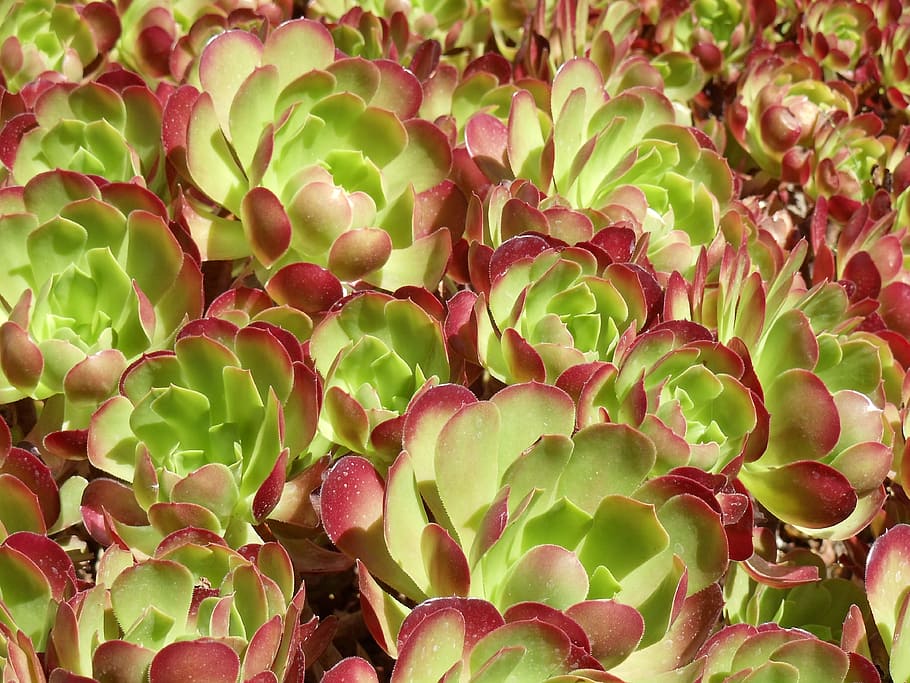 leaf, nature, desktop, flora, color, succulent, plant, bright HD wallpaper