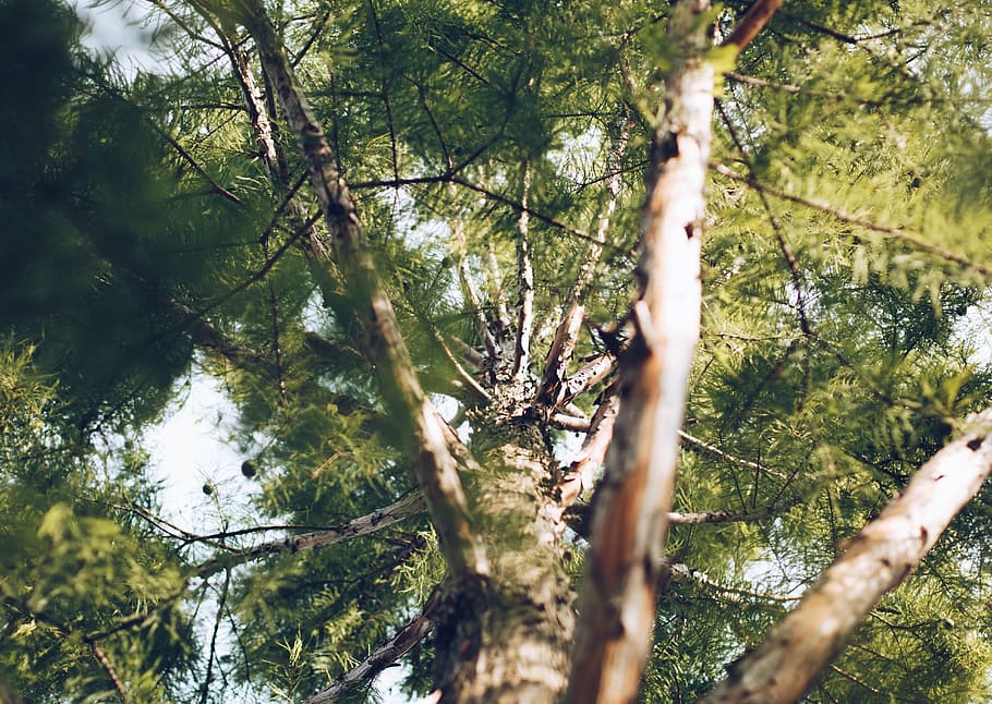 selective-focus photography of tree, bottom, view, green, leaf HD wallpaper