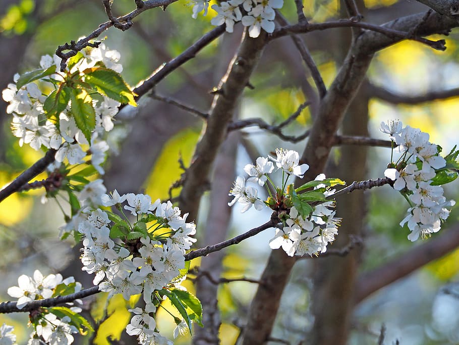 cherry blossom, tree, flowers, white, plant, flowering plant HD wallpaper