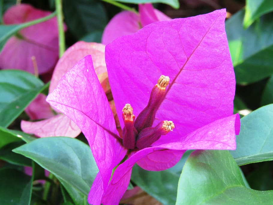 fresh, flower, zoom, pink color, plant, flowering plant, beauty in nature HD wallpaper