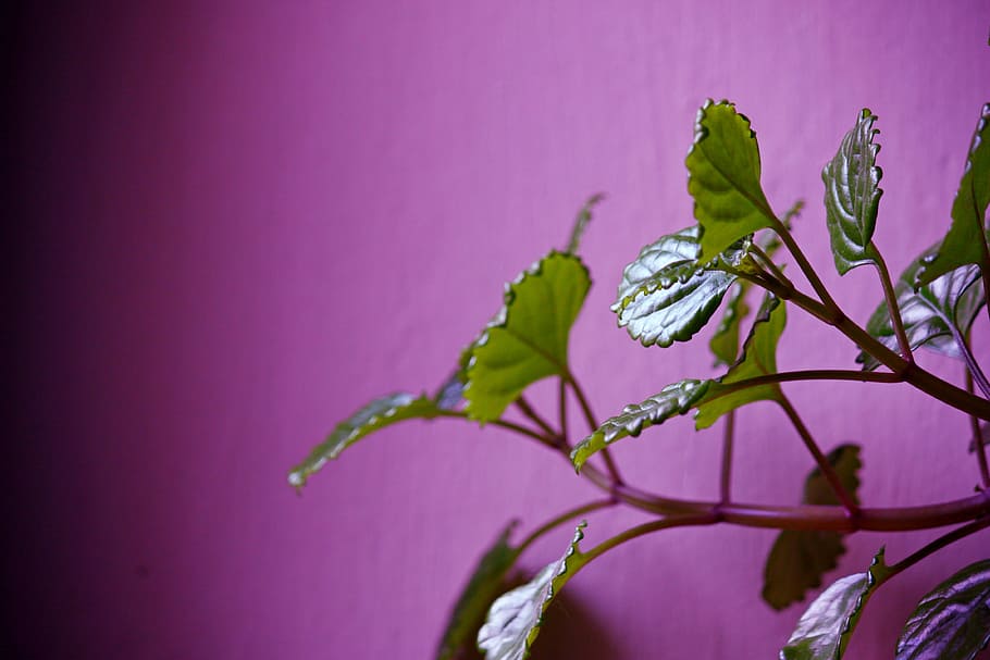 plant, leaf, plants, green, leaves, flower, beauty in nature HD wallpaper